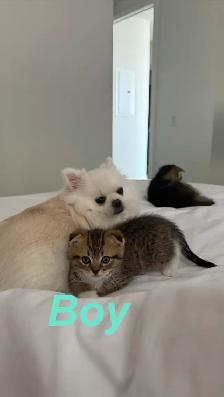 Scottish Fold x Ragdoll Mix kittens - Photo 4