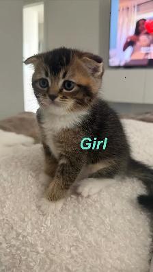 Scottish Fold x Ragdoll Mix kittens - Photo 5