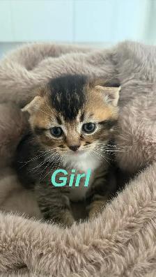 Scottish Fold x Ragdoll Mix kittens - Photo 6