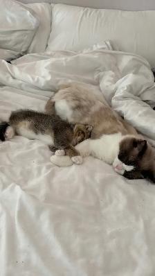Scottish Fold x Ragdoll Mix kittens - Photo 7