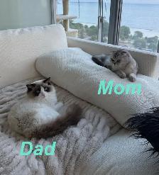 Scottish Fold x Ragdoll Mix kittens - Photo 8