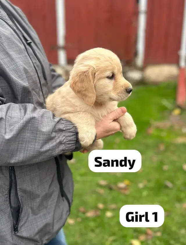 Golden Retriever Puppies READY Oct 22nd