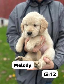 Golden Retriever Puppies READY Oct 22nd - Photo 2