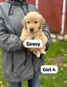 Golden Retriever Puppies READY Oct 22nd - Photo 3