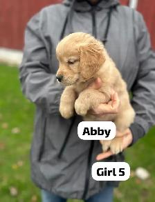 Golden Retriever Puppies READY Oct 22nd - Photo 4
