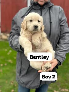 Golden Retriever Puppies READY Oct 22nd - Photo 6