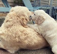 Golden Retriever Puppies READY Oct 22nd - Photo 7