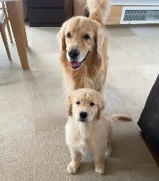 Golden Retriever Puppies READY Oct 22nd - Photo 8