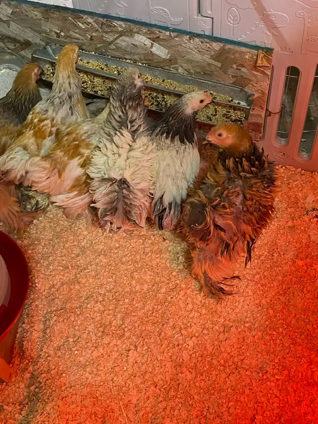 available Brahma Roosters