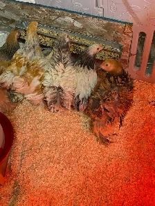 available Brahma Roosters