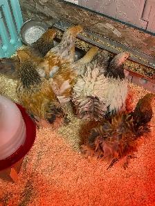 available Brahma Roosters - Photo 2