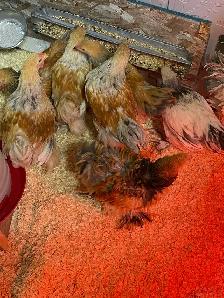available Brahma Roosters - Photo 3