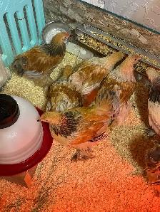 available Brahma Roosters - Photo 4