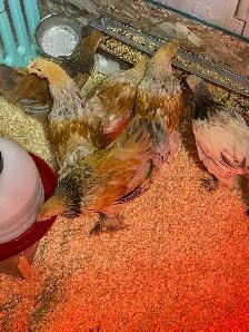 available Brahma Roosters - Photo 5