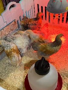 available Brahma Roosters - Photo 6
