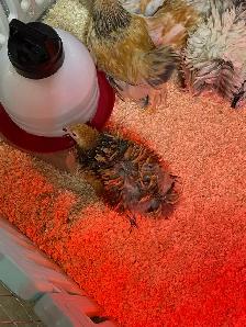 available Brahma Roosters - Photo 7