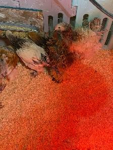 available Brahma Roosters - Photo 8