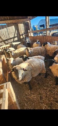 Cross Bred Ewes