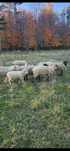 Cross Bred Ewes - Photo 2