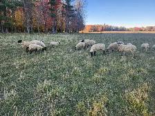 Cross Bred Ewes - Photo 3
