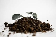 Fresh Bulk Topsoil for Fall Planting, Shrubs & Hedges - Photo 2