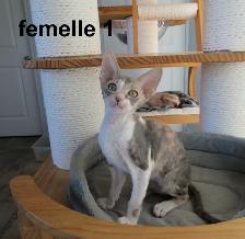 rex cornish vermifugé, micropucé, disponible