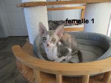 rex cornish vermifugé, micropucé, disponible - Photo 2