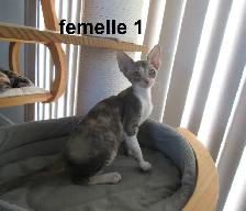 rex cornish vermifugé, micropucé, disponible - Photo 4