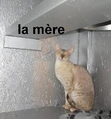 rex cornish vermifugé, micropucé, disponible - Photo 5