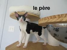 rex cornish vermifugé, micropucé, disponible - Photo 6