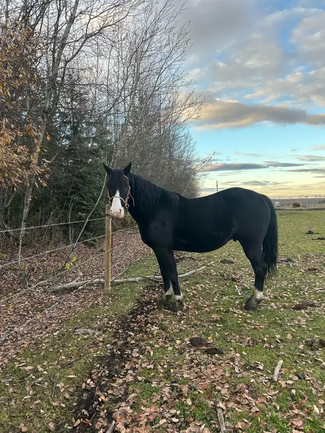 morgan gelding