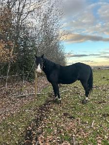 morgan gelding