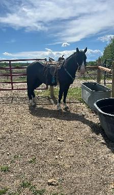 morgan gelding - Photo 2