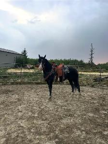 morgan gelding - Photo 3