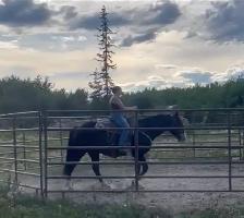 morgan gelding - Photo 4