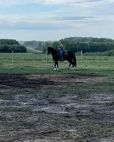 morgan gelding - Photo 5