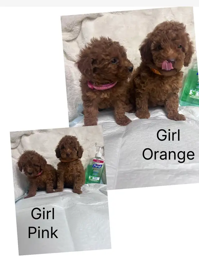 Ready. Adorable toy/mini poodle. Nonshedding. Hypoallergeni