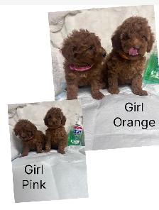 Ready. Adorable toy/mini poodle. Nonshedding. Hypoallergeni