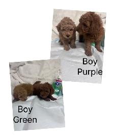 Ready. Adorable toy/mini poodle. Nonshedding. Hypoallergeni - Photo 2