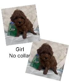 Ready. Adorable toy/mini poodle. Nonshedding. Hypoallergeni - Photo 3