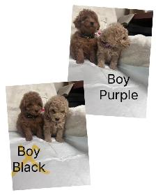 Ready. Adorable toy/mini poodle. Nonshedding. Hypoallergeni - Photo 4