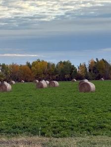 1st cut alfalfa bales