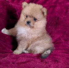 Purebred Pomeranian ❤️579-366-2929 - Photo 2