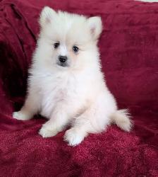 Purebred Pomeranian ❤️579-366-2929 - Photo 5