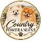 Purebred Pomeranian ❤️579-366-2929 - Photo 6
