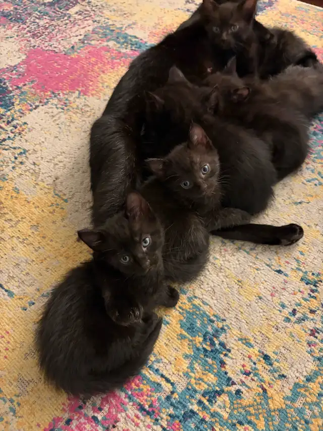 KITTENS FOR SALE