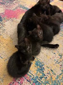 KITTENS FOR SALE