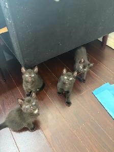 KITTENS FOR SALE - Photo 2