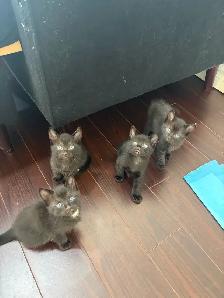 KITTENS FOR SALE - Photo 3