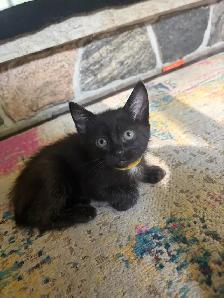 KITTENS FOR SALE - Photo 4